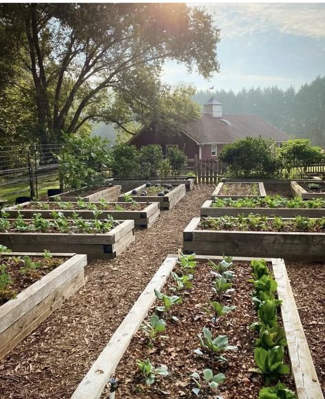 Fall Sunday, Vegetable Garden Raised Beds, Allotment Gardening, Garden Farm, Potager Garden, Smart Garden, Garden Design Plans, Veg Garden, Vegetable Garden Design