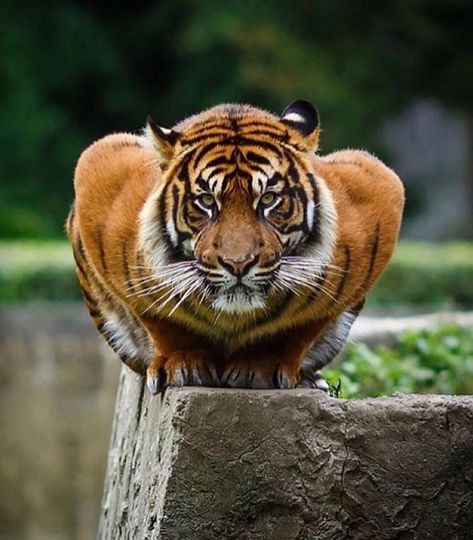 Instagram 上的 Grandelife：「 How focused are you on your end goal? 🧐. . . Shot by @castenoid #millionairelifestyle #focus #determination #patience #tiger #nature… 」 Funny Photo Captions, Tiger Photography, Crouching Tiger, Luxury Boat, Cute Creatures, Zoo Animals, Big Cats, Wild Cats, Funny Photos