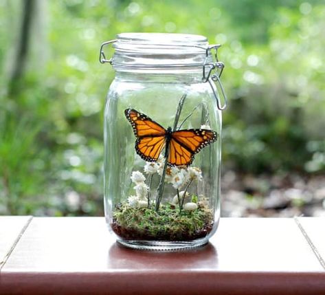 Insect Terrarium, Butterfly Terrarium, Butterfly Cottage, Insect Specimen, Butterfly Centerpieces, Unicorn Ornaments, Jar Centerpieces, French Word, Diy Butterfly