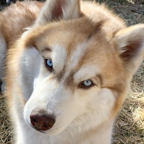 Sable Husky, Husky Red, Husky With Blue Eyes, White Siberian Husky, Husky Funny, Husky Mom, Wolf Spirit Animal, My Husky, Siberian Husky Puppies