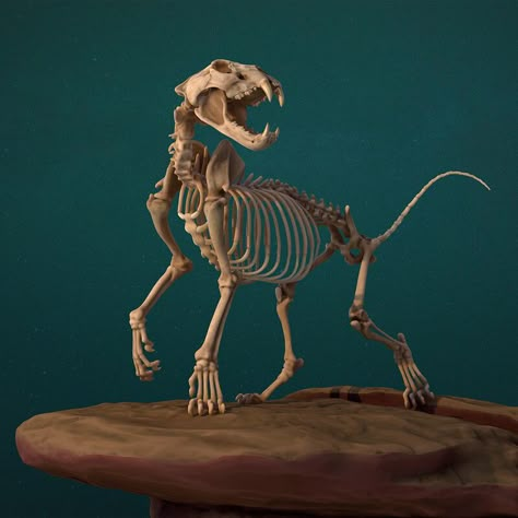 Big Cat Skeleton, Lion Skeleton, Feline Anatomy, Animal Skeleton, Skull Reference, Skeleton Anatomy, Cat Skeleton, Skeleton Drawings, Dog Skeleton