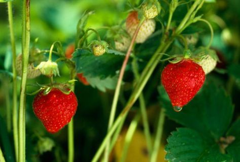 Strawberries can grow in a variety of climates, from northern mountainous regions to semi-tropical regions such as Columbia, India and Florida. Many varieties are available for different weather conditions. When To Plant Strawberries, Strawberry Companion Plants, Everbearing Strawberries, Strawberry Varieties, Strawberry Beds, Pineapple Planting, Tiered Planter, Get Rid Of Ants, Strawberry Planters