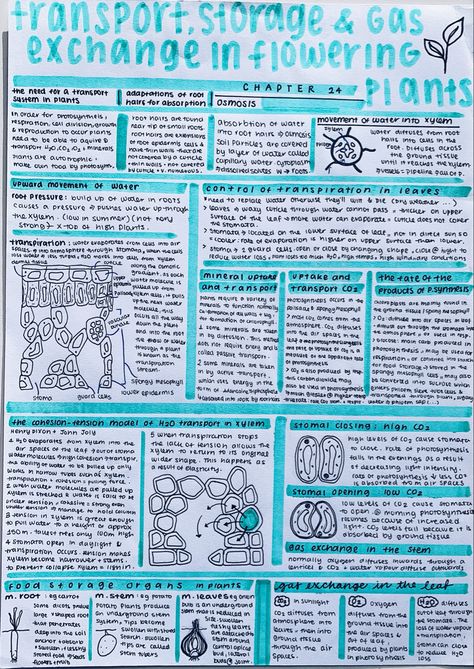 #biology #neatnotes #transport #structure #gasexchange #floweringplants #studynotes #neathandwriting Transport In Plants Notes, Transport In Plants Biology Notes, Active Transport Biology Notes, Plant Physiology Notes, Active Transport Biology, Biological Molecules, Note Aesthetic, Active Learning Strategies, Gas Exchange