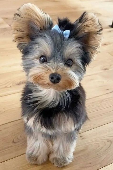 Yorkie Puppy Haircuts, Yorkie Puppy Cut, Yorkshire Terrier Grooming, Yorkshire Puppies, Yorkie Haircuts, Biewer Yorkie, Yorkshire Dog, Yorkshire Terrier Puppy, Teacup Yorkie Puppy