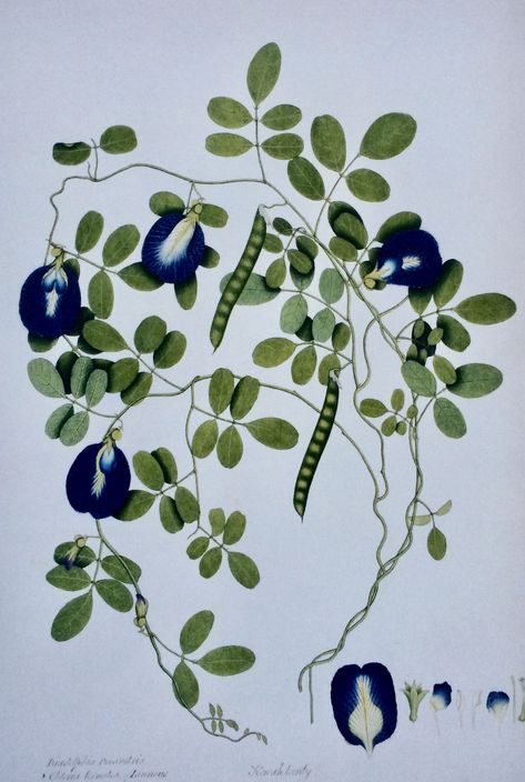 Butterfly pea 1840-60 Butterfly Pea Drawing, Clitoria Ternatea Illustration, Pea Tea Butterfly, Butterfly Pea Flower Painting, Botanical Illustration Sweet Pea, Butterfly Pea Flower Illustration, Contemporary Botanical Art, Butterfly Pea Flower, Butterfly Pea