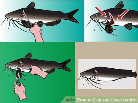 Image titled Skin and Clean Catfish Step 3 How To Catch Catfish, Catfish Bait, Catfish Fishing, Cleaning Fish, Cat Cleaning, Fishing Stuff, African Cichlids, Fishing Diy, Fishing Rigs