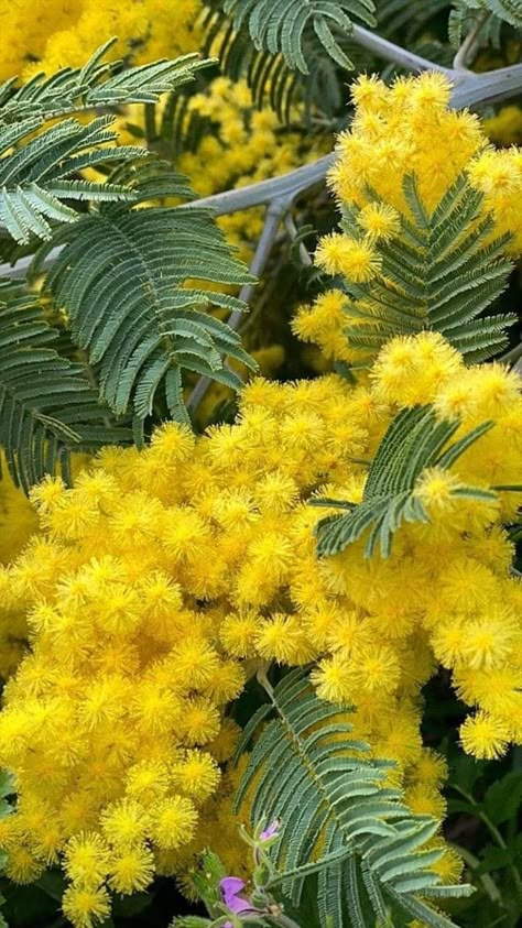 Mimosa Flower, Very Beautiful Flowers, Australian Native Plants, Wallpaper Nature Flowers, Beautiful Bouquet Of Flowers, Beautiful Flowers Pictures, Flowering Trees, Exotic Flowers, Beautiful Tree