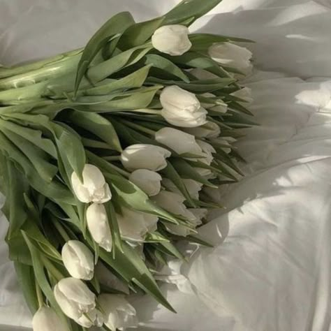 Princess And The Frog, White Tulips, The Princess And The Frog, The Frog, The Princess, Tulips, Green, On Instagram, White