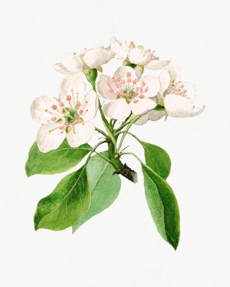 Vintage pear flower illustration mockup. Digitally enhanced illustration from U.S. Department of Agriculture Pomological Watercolor Collection. Rare and Special Collections, National Agricultural Library. | premium image by rawpixel.com / kanate Pear Flower, Pear Blossom, Free Illustration Images, Leaves Illustration, Leaf Illustration, Flowers Illustration, Botanical Illustration Vintage, Tree Illustration, Sumi E