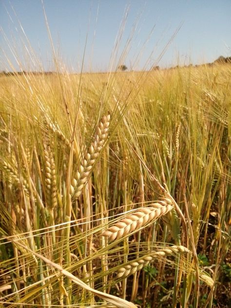 Field of barley. Field Of Barley, Barley Field Aesthetic, Irrigation For Raised Beds, Barley Mushroom, Barley Plant, Mushroom Logs, Barley Field, Fields Of Wheat, Farm Greenhouse