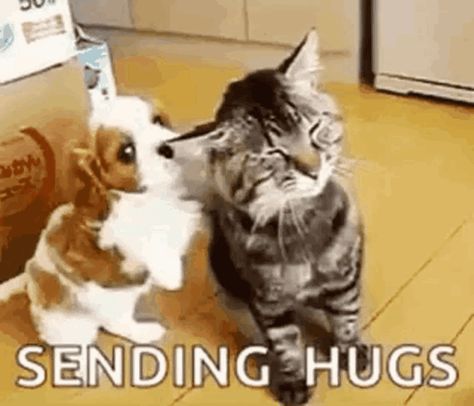 Care Hugs GIF - Care Hugs Love - Discover & Share GIFs Big Hug Gif, Hug Kiss Gif, Cat Hug Gif, Hi Gif, Puppies Gif, Hug Gif, Dog Animation, Cat Hug, Cute Puppy Videos