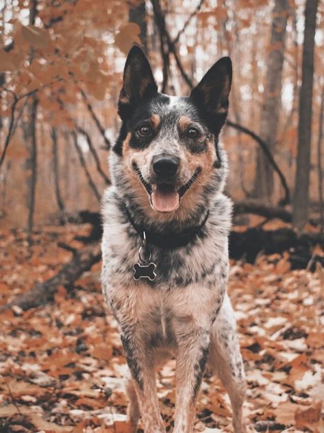 8 Strange Habits Only Blue Heeler Parents Understand - Gauchos Indy Healthiest Dog Breeds, Aussie Cattle Dog, Austrailian Cattle Dog, Blue Heeler Dogs, Australian Cattle Dogs, Dog Steps, Australian Shepherd Dogs, Australian Cattle Dog Blue Heeler, Herding Dogs