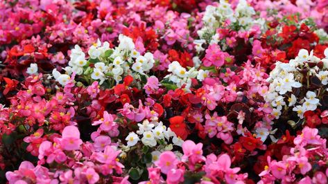 How to Overwinter Begonias — Do This to Help Your Blooms Survive the Frost Begonia Varieties, Bathroom Layout Ideas, Overwintering, Christmas Cactus, Cold Winter, Modern House Design, Beautiful Homes, Need To Know, Modern House