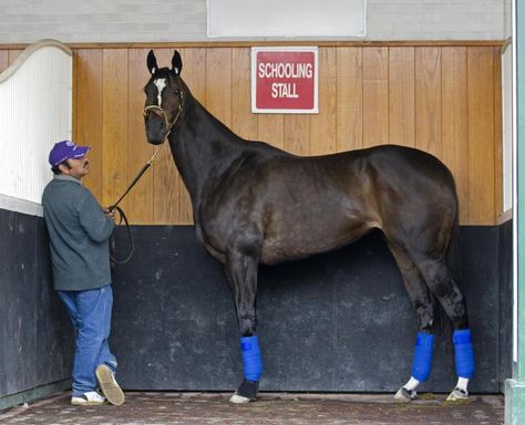 the gorgeous--and huge, 17.2h--Zenyatta   - via Daily Racing Form Zenyatta Horse, Racing Horse, Famous Horses, Sport Of Kings, Race Horse, Churchill Downs, Thoroughbred Horse, All The Pretty Horses, Race Horses