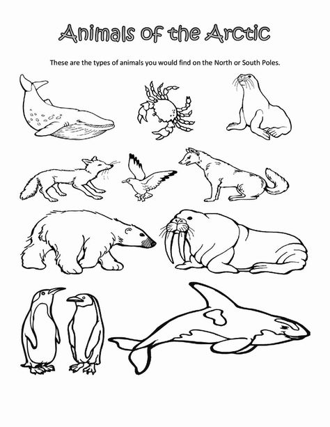 Arctic Animals Printables, Arctic Animals Preschool, Bear Outline, Antarctic Animals, Urs Polar, Animals Coloring Pages, Animal Printables, Animal Worksheets, Polar Animals