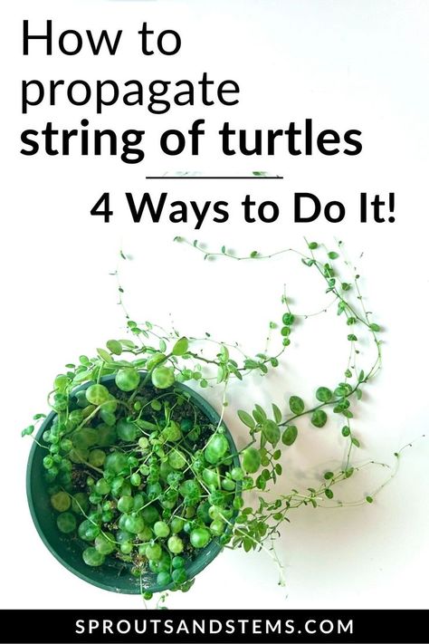 Propagate your string of turtles with ease using this step-by-step guide! String Of Turtles Care, Houseplant Propagation, String Of Turtles, Propagation Tips, Turtle Care, Propagate Plants, Succulent Potting Mix, Snake Plants, Plant Propagation