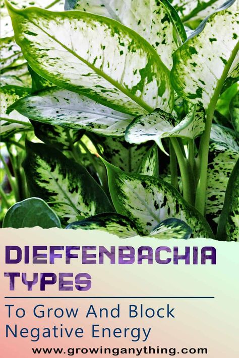 25 Dieffenbachia Types To Grow and Block Negative Energy 2024 Block Negative Energy, Green Magic, Zone 10, Plant Needs, Tropical Vibes, Types Of Plants, Cool Plants, Apartment Ideas, Negative Energy