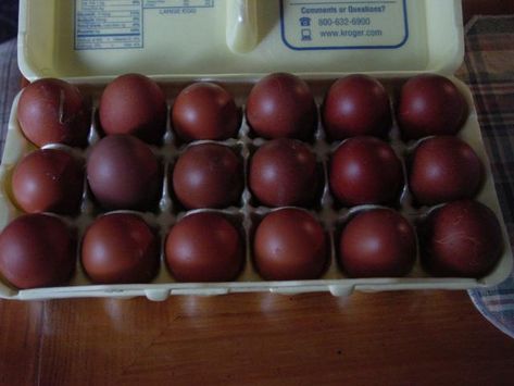 Copper Maran, Maran Chickens, Black Copper Marans, Best Egg Laying Chickens, Gamebirds, Egg Laying Chickens, Colored Eggs, Brown Eggs, Crazy Chicken Lady