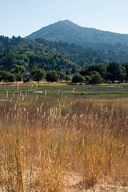 Mt Tamalpais, Mount Tamalpais, Soda Brands, Stock Pictures, World's Best, Amazing Art, High Res, Getty Images, Tattoo Ideas