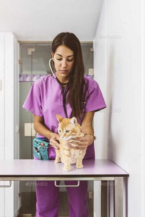 Cat Veterinary, Veterinarian Doctor, Vet Hospital, Animal Doctor, Vet Medicine, Mobile Service, Vet School, Vet Student, Vet Med