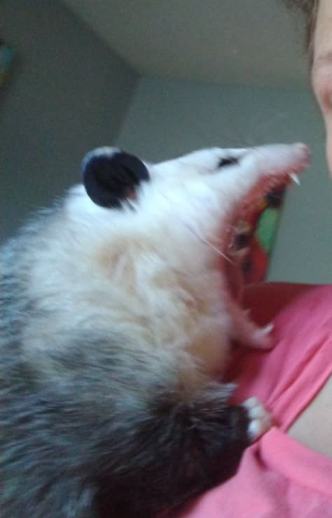 Chewy's picture was taken in the middle of a yawn😴. Funny Pet Memes, Awesome Possum, Sleepy Girl, Pet Memes, Photo Awards, Pretty Animals, Silly Animals, Pet Photo, Silly Cats