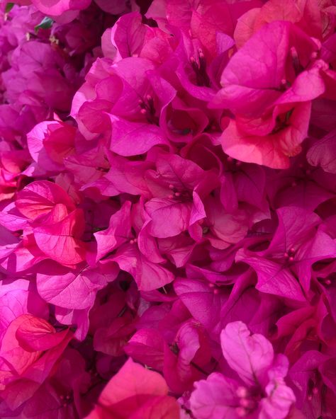 Bougainvillea Flowers Photo - neighborhood morning walk. Bougainvillea Aesthetic, Bougainvillea Colors, Flowers Photo, Morning Walk, Colors Purple, Bougainvillea, Flower Photos, Beach Wedding, Mood Board