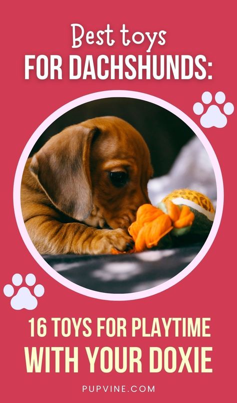 Toy Dachshund, West Paw, Kong Toys, Pet Items, Dachshund Puppy Miniature, Best Dog Toys, Best Toys, Popular Toys, Miniature Dachshund