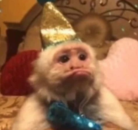 Birthday Monkey, Cute Monkey Pictures, Monkey Memes, Monkey Pictures, Spongebob Funny, Pet Monkey, A Monkey, Monkeys Funny, Cute Monkey