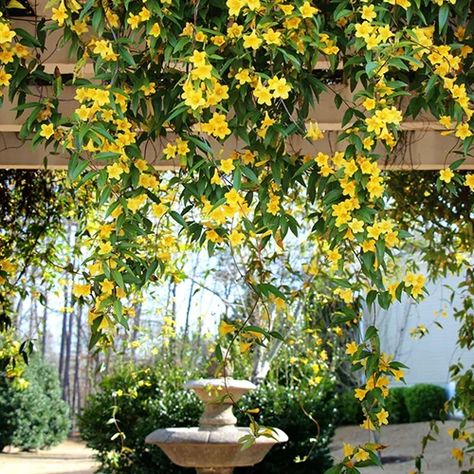 Carolina Jasmine Vine Trellis, Carolina Jasmine, Nola House, Climbing Plants Outdoor, Yellow Jasmine, Hillside Gardening, Jasmine Vine, Florida Garden, Honeysuckle Vine