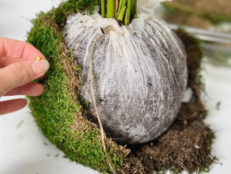 Kokedama Moss Ball Plant | Table Top Style | AmieSue.com Kokedama Plants, Plant Balls Hanging, Orchid Kokedama, Kokedama Display, Kokedamas Ideas, Moss Ball, Moss Table Decor, Japanese Moss Balls, Types Of Moss