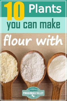 Grow Wheat, Make Flour, How To Make Flour, Homemade Flour, Foraging Recipes, Foraged Food, Types Of Flour, Dehydrated Food, Gluten Intolerance