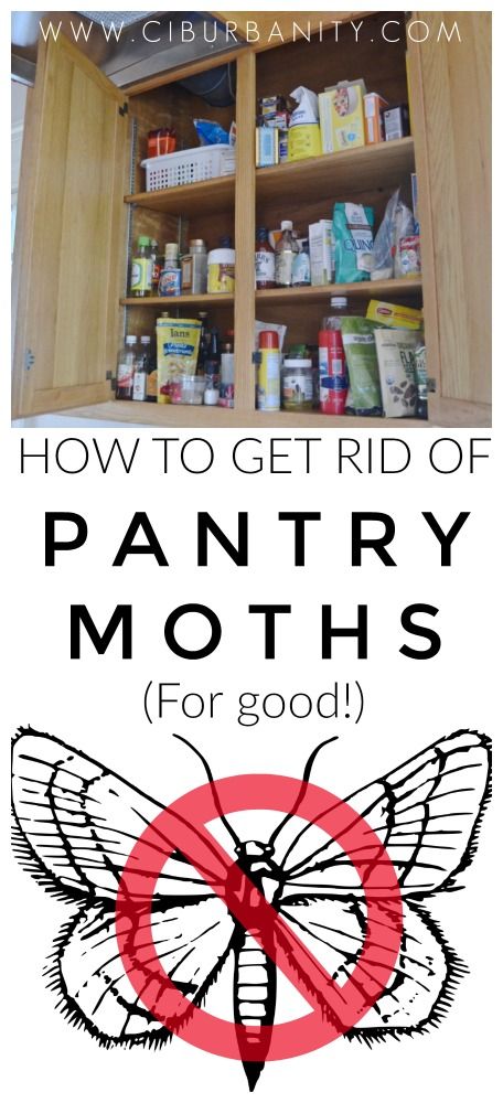 How To Get Rid Of Moths In Pantry, How To Get Rid Of Pantry Moths, How To Get Rid Of Moths In The House, Pantry Bugs, Getting Rid Of Moths, Clean Pantry, Pantry Moths, Moth Fly, Rodent Repellent