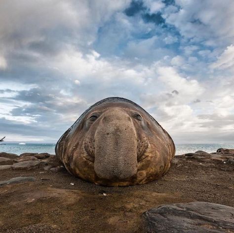 Paul Nicklen, Elephant Seals, Elephant Seal, Cute Seals, Southern Ocean, The Longest Journey, Incredible Creatures, Silly Animals, Cutest Thing Ever