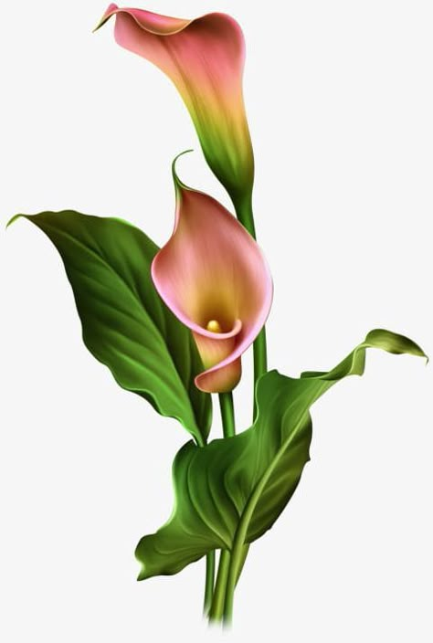 Calla Lily Art, Lilies Drawing, Arum Lily, Calla Lily Flowers, Frog Tattoos, Decoupage Glass, Lily Painting, Flower Art Images, Calla Lilies