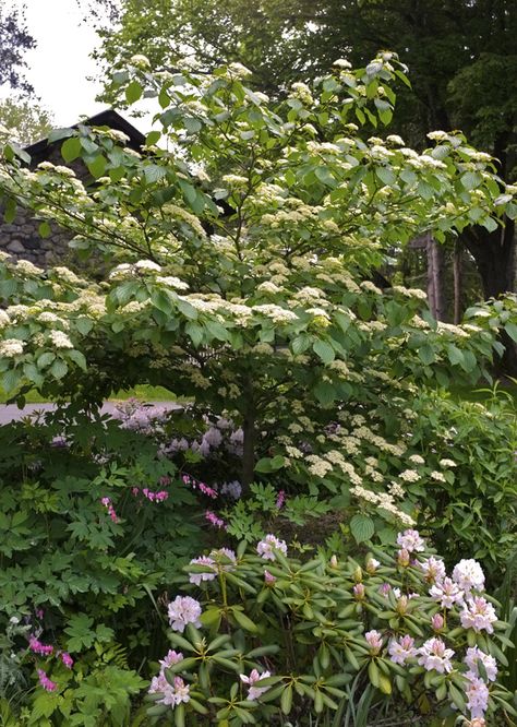 companion plants for lilac Pagoda Dogwood, Kim Smith, John Clayton, Lilac Tree, Hardiness Zones, Companion Plants, Dogwood Trees, Backyard Inspiration, Lilac Flowers