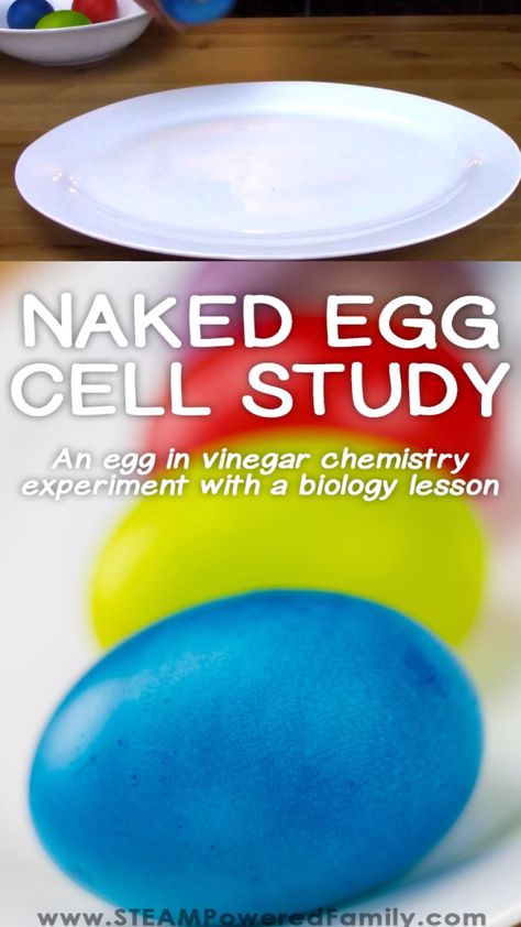 Bouncy eggs also known as Naked Eggs are a fascinating science experiment and unit study for upper elementary and middle school. Did you know you can study cells by examining eggs? Chicken eggs are essentially one big cell making it much easier to study than the teeny tiny cells that make up our body. With this cells unit study we examined raw eggs to learn about their parts. This was a great introduction into the concept of the cell and a fun experiment. #BouncyEggs #Cells #UnitStudy #Eggs Egg Cell, Egg Experiment, Bouncy Egg, Elementary Science Experiments, School Science Experiments, Science Experiments Kids Elementary, Middle School Science Experiments, Chemistry Experiments, Kid Experiments