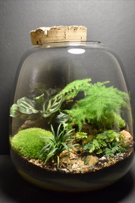 Office Terrarium, Terrarium Ecosystem, Closed Terrarium Plants, Terrarium Design, Terrarium Scene, Terrariums Diy, Tropical Terrariums, Build A Terrarium, Bottle Terrarium