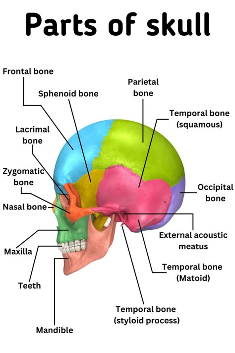 Parts of Skull Names in English - Skull Anatomy - Learn English Vocabulary Back Of Skull Anatomy, Human Bones Name, Bones Names Anatomy, Anatomy Bones Studying, Dermatology Notes, The Skull Anatomy, Skull Bones Anatomy, Parts Of The Skull, Skull Parts