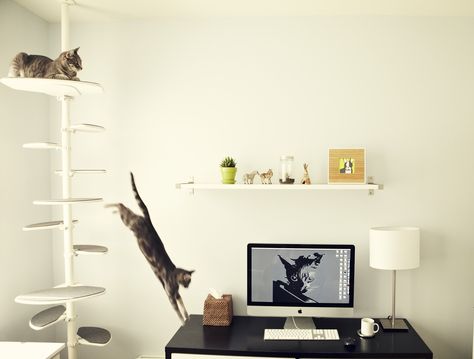 Cat friendly Home Office Office Cat, 3 Cats, Diy Wooden Projects, Cat Shelves, Large Shelves, Three Cats, Tiny Apartment, Grey Carpet, Wooden Projects