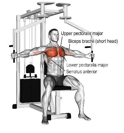 Machine Chest Fly Muscles Worked Chest Flys, Chest Fly, Chest Machine, Chest Workout, Muscles, Need To Know, Target, Gym