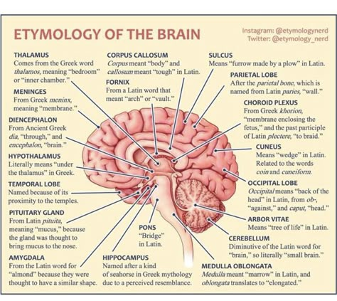 Anatomy Drawing Notes, Brain Parts And Functions, Brain Anatomy And Function, Drawing Notes, Learning Psychology, Parts Of The Brain, Psych Major, Brain Parts, Corpus Callosum