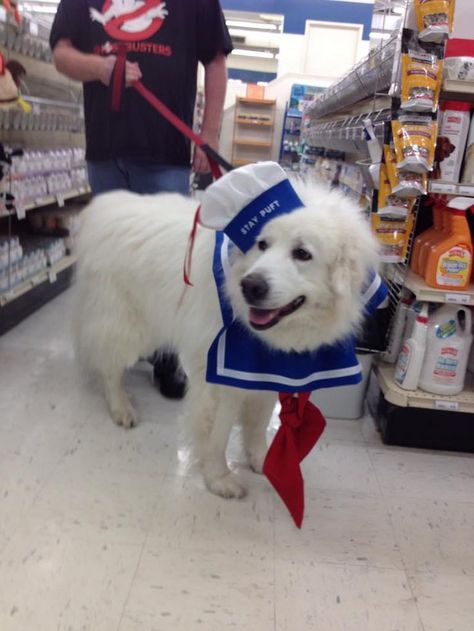 Larger dog breeds often get overlooked when it comes to costumes, probably because there’s a much larger quantity of dog to deal with. Don’t let that... Big Dog Halloween Costumes, Big Dog Costumes, Diy Dog Clothes, Large Dog Costumes, Cute Dog Halloween Costumes, Great Pyrenees Dog, Dog Clothes Diy, Pumpkin Patches, About Halloween