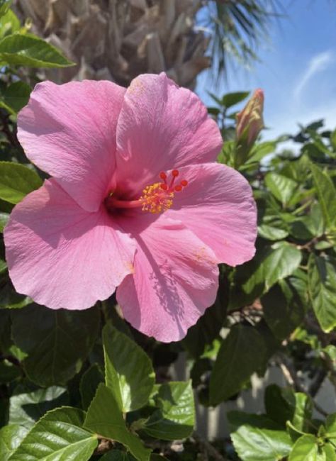 Hibiscus Flower Pfp, Vsco Beach Aesthetic, Hibiscus Flower Aesthetic, Summer Bahamas, Beach Aesthetic Sunset, Vsco Beach, Hawaii Flowers, Vacation Hawaii, Aesthetic Sunset