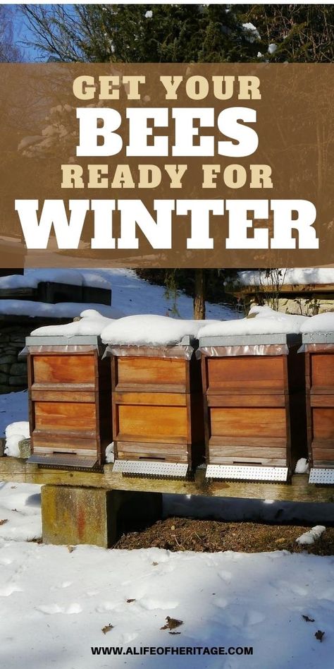 How To Raise Bees, Raising Honey Bees Beekeeping, Bee Keeping For Beginners Backyards, How To Raise Bees For Honey, Raising Honey Bees, Raising Bees For Beginners, Bee Keeping For Beginners, How To Keep Bees, Beginner Beekeeping