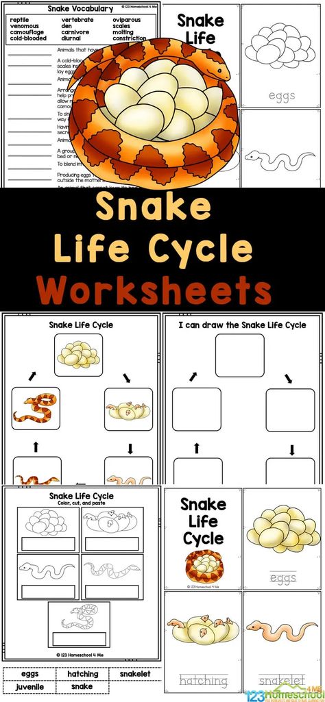 Without legs, snakes can only slither across the ground. There are some snakes that enjoy living in water and others that live in trees. If you are looking for a fun, simple way for kids to learn about the life cycle of a snake, then you will love these fun and free Snake Life Cycle Worksheets. Simply print these snake printables to read and learn about life cycles for kids with first grade, 2nd grade, 3rd grade, 4th grdae, 5th grade, and 6th grade students. First Grade Science Worksheets Free Printable, Snake Science Experiments, Snake Worksheets Preschool, Snake Unit Study, Snake Activities Preschool, Snake Life Cycle, Reptiles For Kids, Animal Classification For Kids, Snake Science