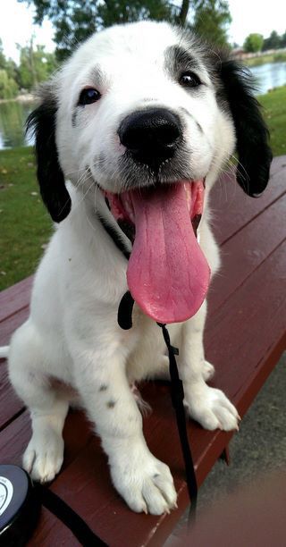 OMG! Too cute pup! Black And White Beagle, White Beagle, Easiest Dogs To Train, Beagle Puppy, Kittens And Puppies, Happy Puppy, Beagle Dog, Dog Behavior, Funny Animal Pictures