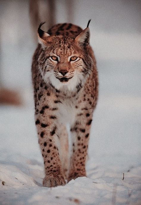 Lynx Fursona Art, Bobcat Aesthetic, Lynx Fursona, Lynx Aesthetic, Lynx Lynx, Canada Lynx, Elephant Shrew, North American Wildlife, Cat Species