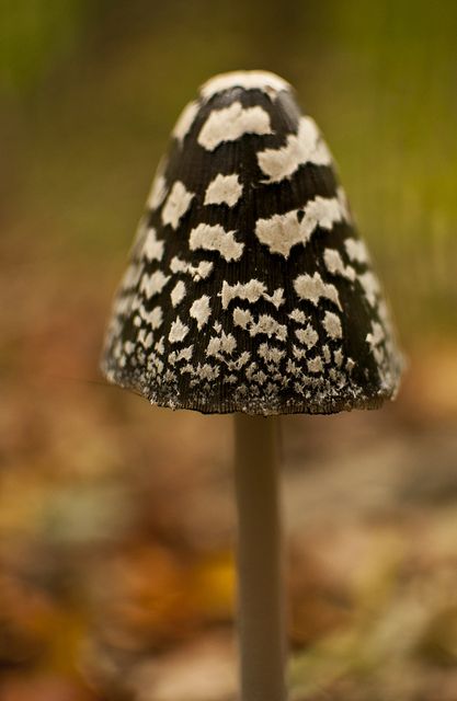 Lichen Moss, Slime Mould, Plant Fungus, Wild Mushroom, Mushroom Fungi, Reference Book, Wild Mushrooms, Mushroom Art, Microbiology