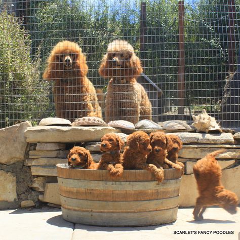 Falling puppy! Red Moyen Poodle family. AKC poodles. Scarlet's Fancy poodles. Moyen Poodle, Dog Food Recipes, Food Animals, New Color, Lion Sculpture, This Is Us, Places To Visit, Puppies, Statue