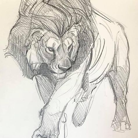 Lion Pencil Art, Lion Poses Drawing, Lion Art Reference, Lion Pose Reference, Animals To Sketch, Animal Study Sketch, Lion Drawing Reference, Lion Drawing Sketches, Lion Art Drawing